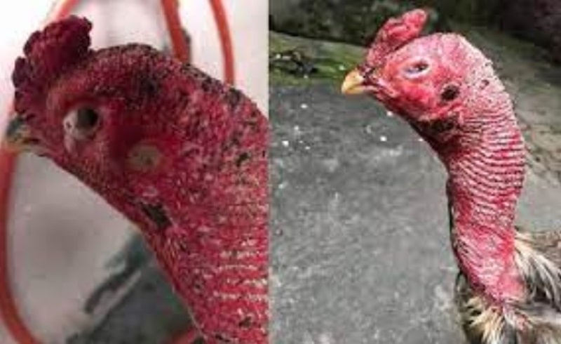Biết được triệu chứng bệnh giúp anh em kịp thời áp dụng các cách chữa bệnh hen ở gà chọi, giúp chiến kê nhanh hồi phục sức khỏe